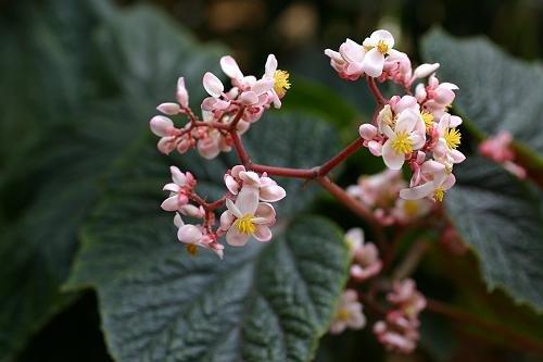 B. ‘Pink Collason’